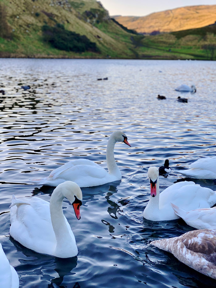 Swans in Holyrood Park