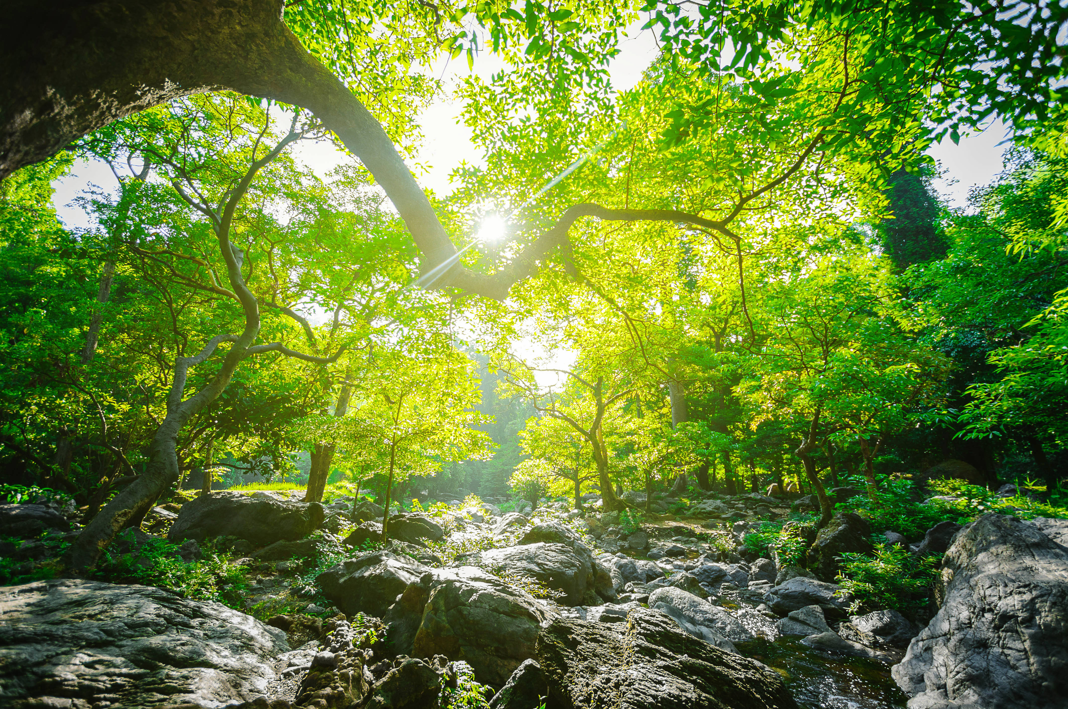 Plan-it green forest.jpg