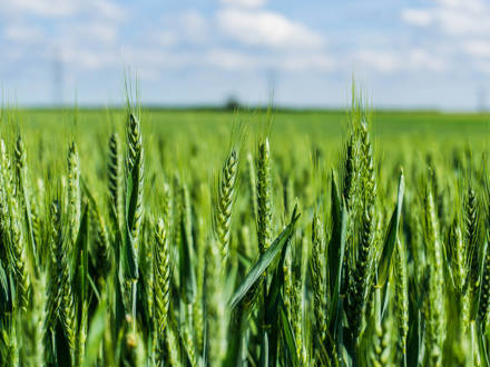 Wheat Lead